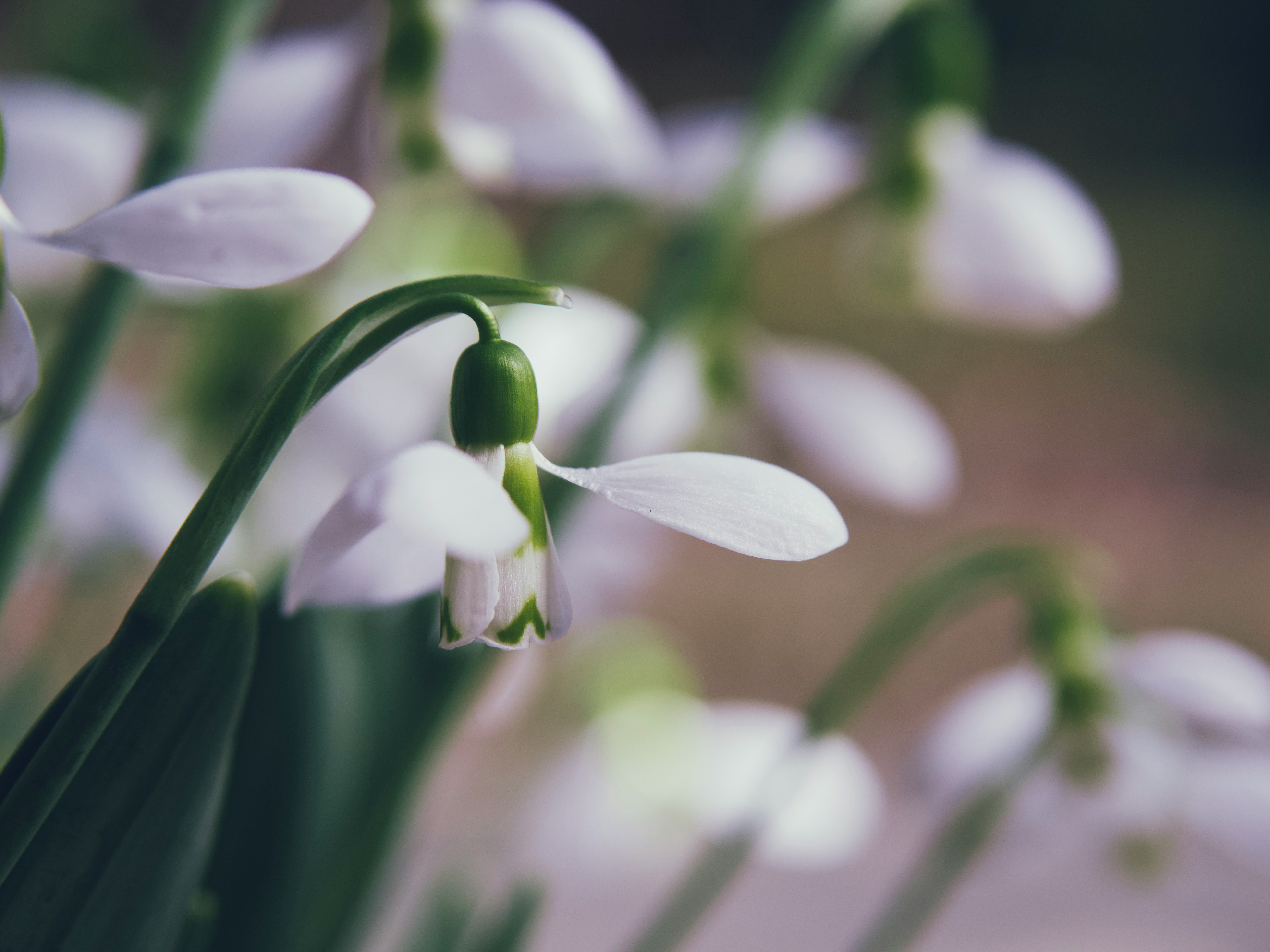 white flower bud in macro shot